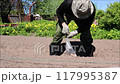 Pensioner man bends over and plants onion bulbs in a garden bed  117995387