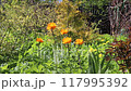 Orange flowers of globeflower on the wind against the background of bushes 117995392