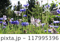 Flies swirl over blue and white cornflowers in a summer garden at sunset 117995396