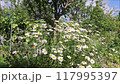 Daisies on a flowerbed under an apple tree with highlights in a summer garden 117995397