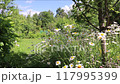 Daisies on a flowerbed in the wind under an apple tree against the background of trees and flying insects 117995399