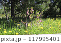 Pink flowering almond bush and yellow dandelions against the background of cedars 117995401