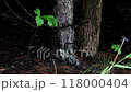 Young oak tree in the rainforest 118000404