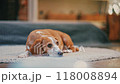 beagle dog lifting its head 118008894