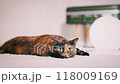 cat, pet, animal 118009169