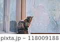 a brown tabby cat watching a man washing window with hose 118009188