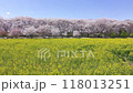 View of the Satte Gongendo embankment with cherry blossoms in full bloom in Satte City, Saitama Prefecture, with tourists and cherry blossom viewers (right pan) 118013251