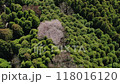 大分県由布市山林とヤマザクラのドローン映像 118016120