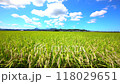 田園風景 118029651