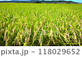 田園風景 118029652