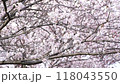 桜満開 118043550
