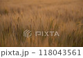 麦畑 118043561
