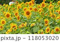 富士山的向日葵花田盛開。 118053020