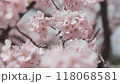 満開の桜 118068581