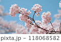 満開の桜 118068582