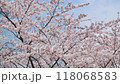 満開の桜 118068583