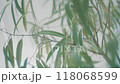 観葉植物 118068599