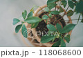 観葉植物 118068600