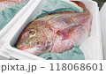 新鮮な魚 118068601
