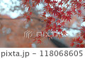 もみじ 118068605
