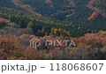 紅葉の雑木林 118068607