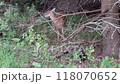Wild deer and raccoons in the bush 118070652