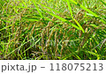 Fully ripened ears of rice swaying in the wind 118075213