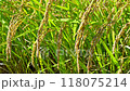A close-up of ripe rice ears swaying in the wind 118075214