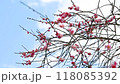 梅の木が揺れる 118085392