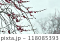 揺れる梅の花 118085393