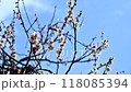青空と梅 118085394