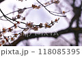 梅と雪　 118085395