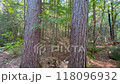 Looking up at tall trees in the forest from below 118096932