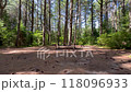 Campsite in the Canadian Tall Tree Forest 118096933