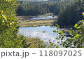 View of Beaver Pond Trail, Algonquin Park 118097025