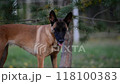 Young belgian shepherd malinois playing with training toy under the pine tree	 118100383