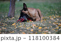 Belgian Shepherd Malinois lies under a pine tree with a toy in its mouth	 118100384
