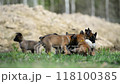 Playing belgian shepherd malinois puppies	 118100385