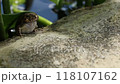 A marsh frog swallowing a tree frog 118107162