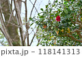 椿の花 118141313