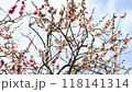 梅林 118141314