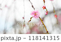 梅の花が咲きました 118141315