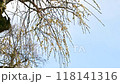 梅の木 118141316