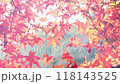 Maple leaves, sunlight filtering through the trees_01_4K close-up shot_slow_autumn_autumn leaves_Japan 118143525