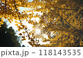 Sunlight through ginkgo trees_02_4K medium shot_slow_autumn_autumn leaves_Japan 118143535