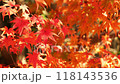Maple_03_4K close-up shot_slow_autumn_autumn leaves_Japan 118143536