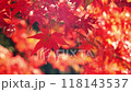 Maple_02_4K Close-up shot_Slow_Autumn_Autumn leaves_Japan 118143537