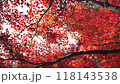 Maple_01_4K Medium Shot_Slow_Autumn_Autumn Leaves_Japan 118143538