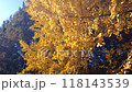 Ginkgo_04_4K Medium Shot_Slow_Autumn_Autumn Leaves_Japan 118143539