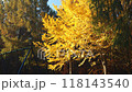 Ginkgo_03_4K wide shot_Autumn_Autumn leaves_Japan 118143540